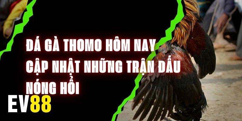 Đá Gà Thomo Hôm Nay – Cập Nhật Những Trận Đấu Nóng Hổi