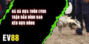 Đá Gà Cựa Tròn EV88 - Trận Đấu Đỉnh Cao, Kèo Cực Nóng