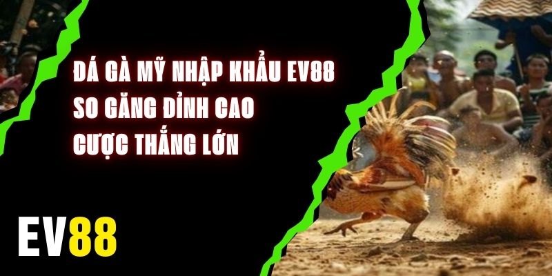 Đá Gà Mỹ Nhập Khẩu EV88 - So Găng Đỉnh Cao, Cược Thắng Lớn