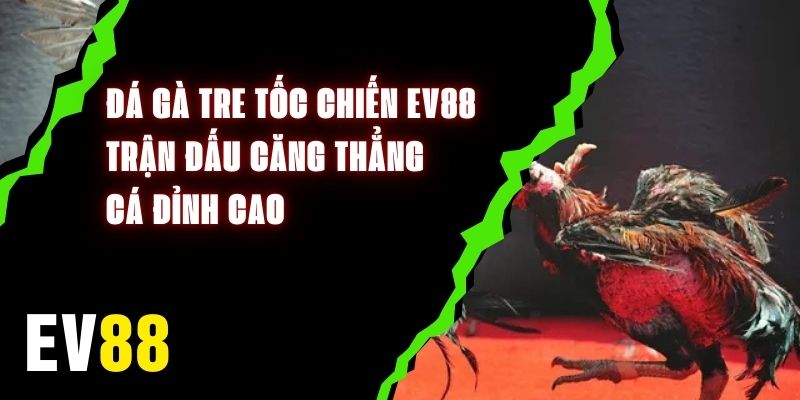 Đá Gà Tre Tốc Chiến EV88 - Trận Đấu Căng Thẳng, Cá Đỉnh Cao